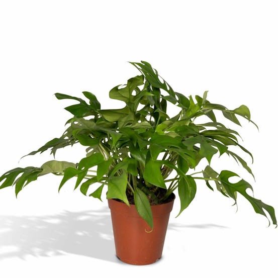 Monstera minima - h25 cm - ø15 cm