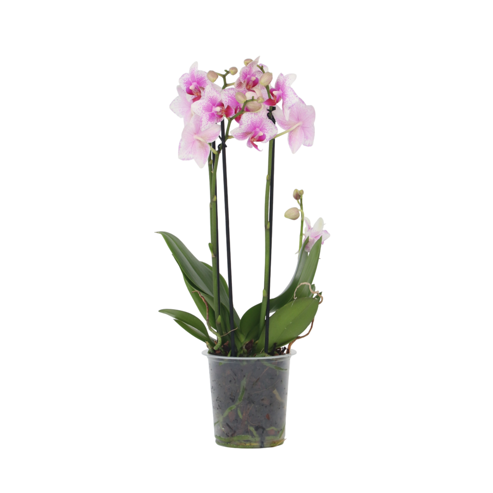 Orchidée papillon - phalaenopsis multiflora - hauteur 35-45cm - ⌀12cm