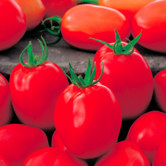 Plant de tomate allongée roma vf pot 0,5 l