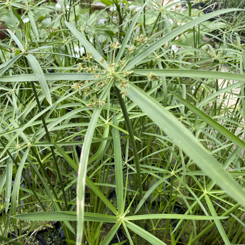 Cyperus alternifolius - godet 8 (8cm x 8cm x7cm, 300 ml)  hauteur 100 cm
