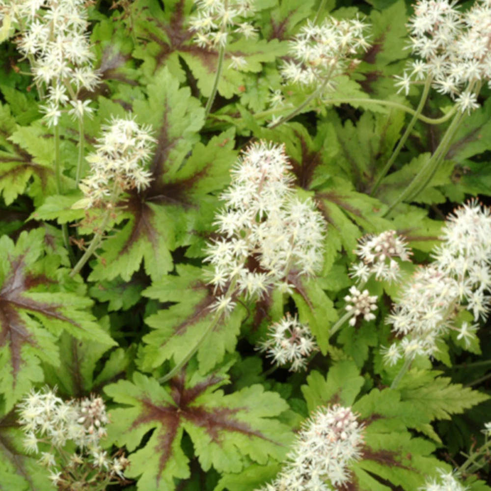 Tiarelle sugar and spice lot de 9 godets