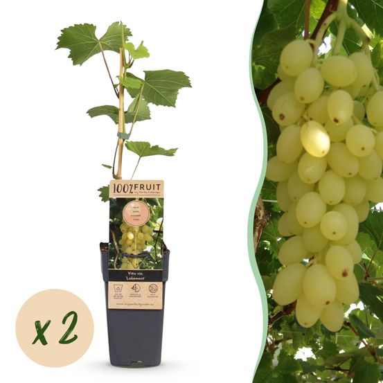 Vigne 'lakemont' - pot 15 cm - hauteur 50 cm - plante d'extérieur