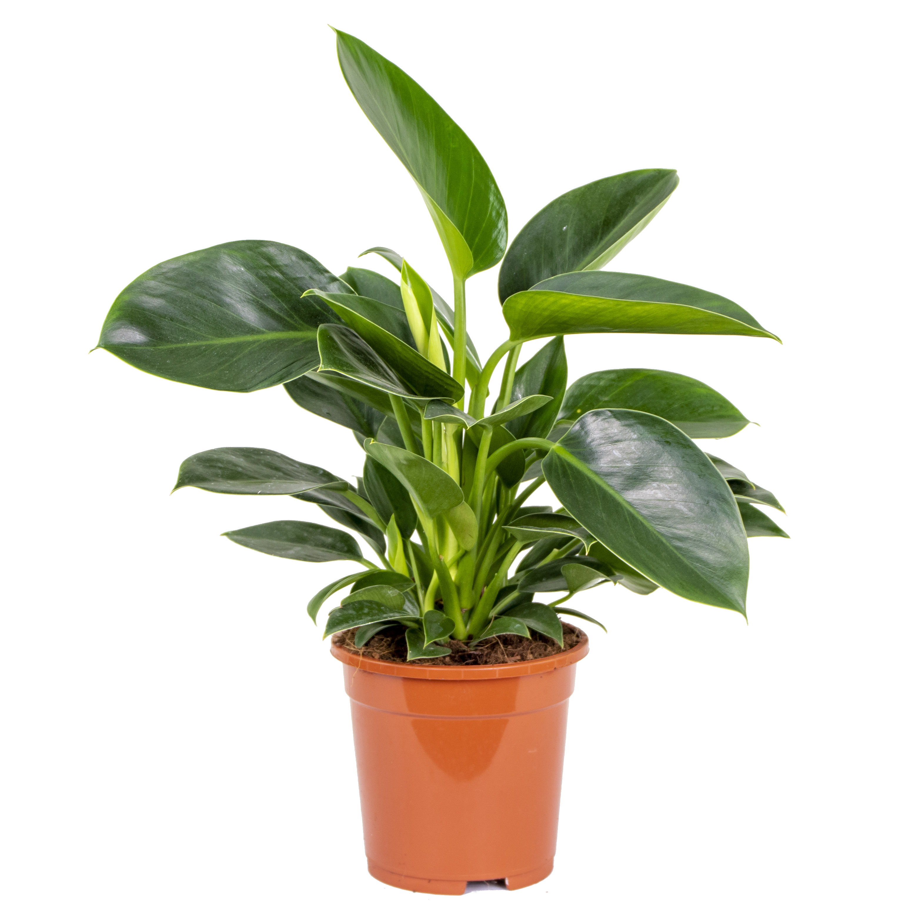 Philodendron 'princesse verte - philodendron par pièce - plante d'intérieur dans le pot de culture ⌀17 - ↕15-25 cm