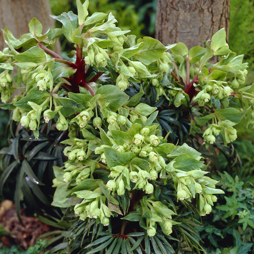 Hellébore fétide wester flisk - le pot / ø 9cm