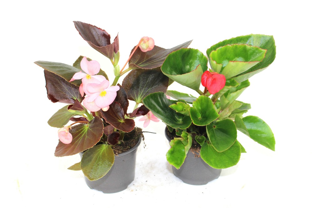 Begonia a grande fleurs pot 10,5 cm