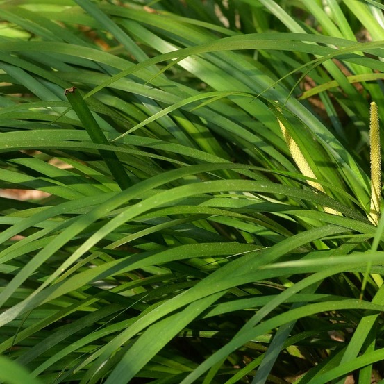 Acore gramineus godet de 8/9 cm