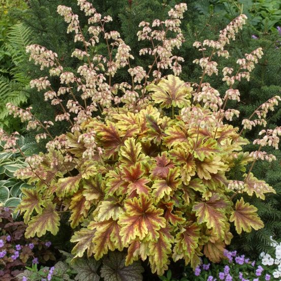 Heucherella golden zebra® lot de 3 godets