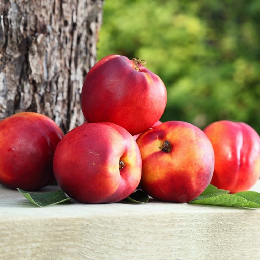 Nectarinier nain 'necta me' ® gardeta (prunus persica nucipersica 'necta me' ® gardeta)