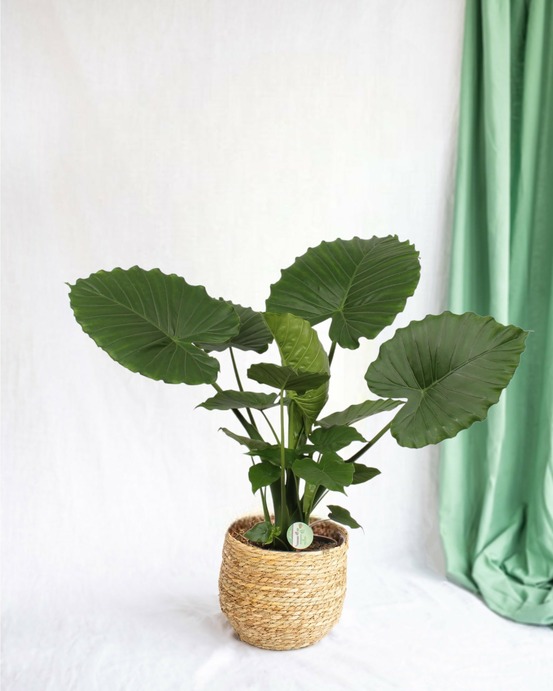 Plante d'intérieur - alocasia gageana california 80cm - plante d'intérieur 80cm
