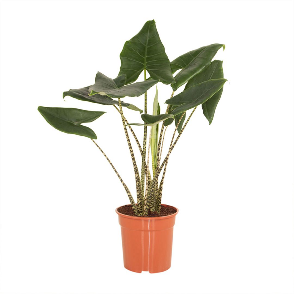 Alocasia zebrina - 70cm