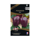 Graines potagères premium poivron oda violet allongé