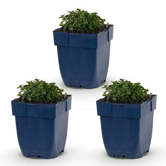 Campanule des murailles - lot de 3 - h 15-25 cm, pot ø11 cm