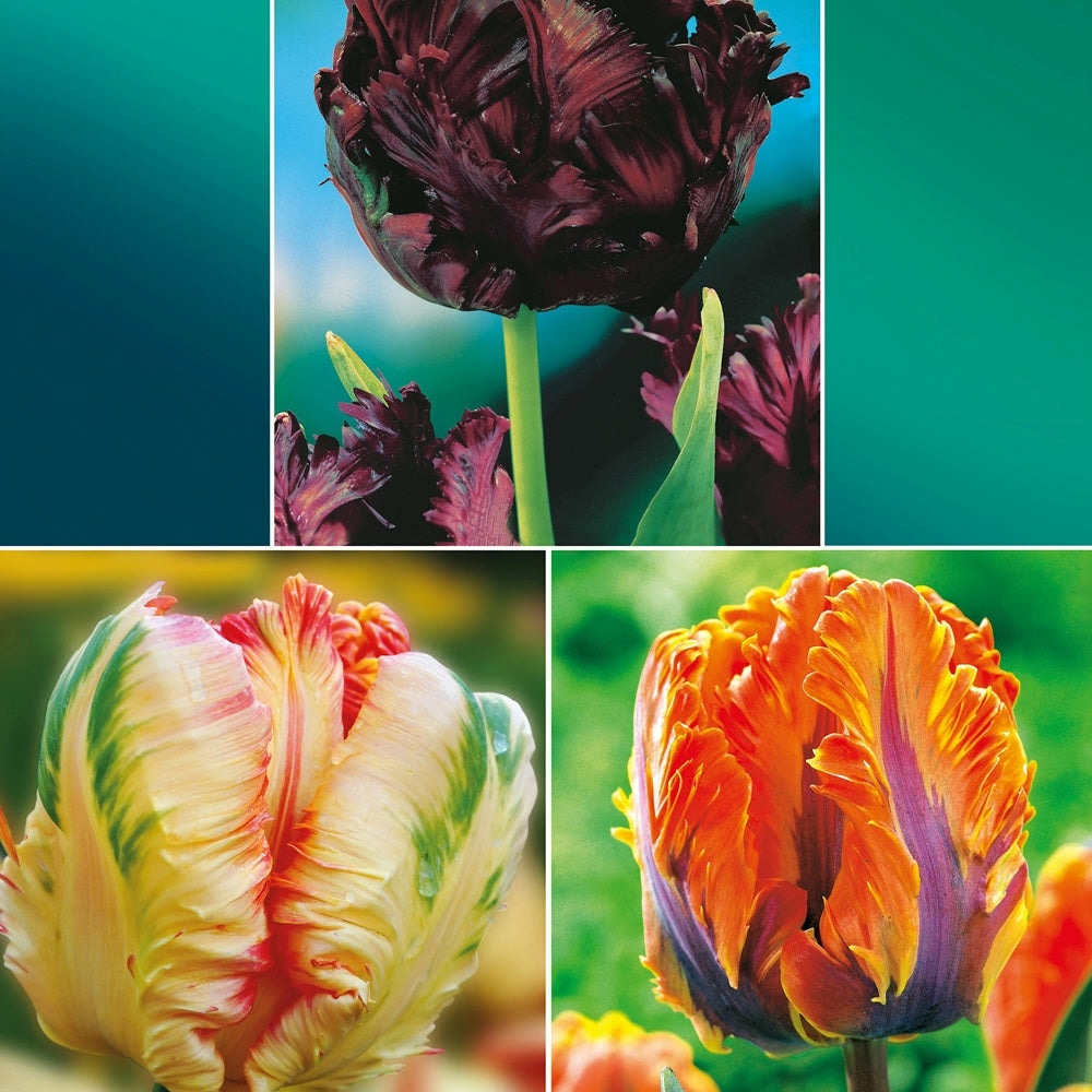 Collection de 24 tulipes perroquet : princesse irene, black parrot, apric - le sachet de 24 bulbes / circonférence 11-12cm