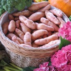 25 pommes de terre corne de gatte - pink fir apple - 35 - willemse, les 25 plants / ø 25-35mm