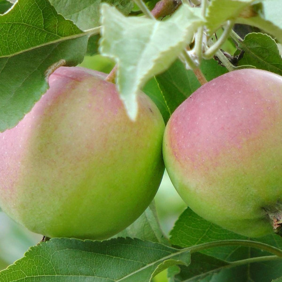 Pommier colonnaire bellerina® valse pot de 7,5l - 80/100 cm