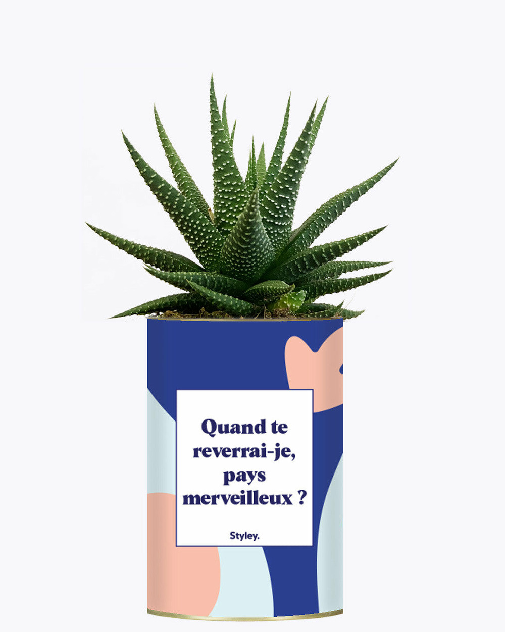 Plante facile à entretenir - quand te reverrais-je pays merveilleux ? - cactus