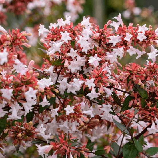 Abélia x grandiflora 'raspberry profusion' (abelia x grandiflora 'raspberry profusion')