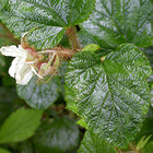 6 x Ronce rampante tricolor - Rubus tricolor - godet 9cm x 9cm