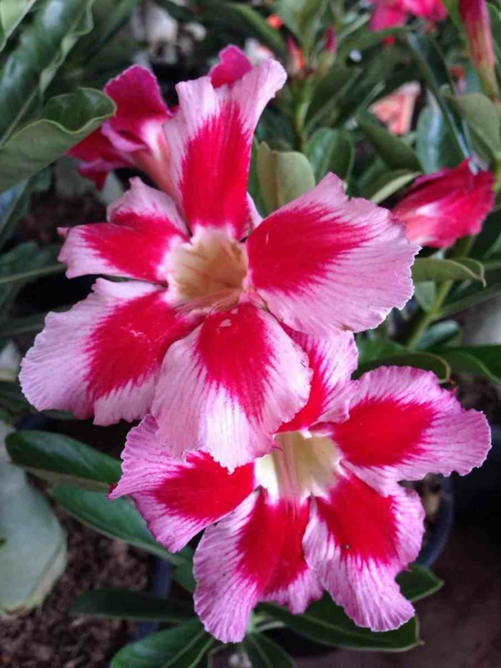 Adénium obésum cv. Néostar caudex d'environ 300g 20/25cm