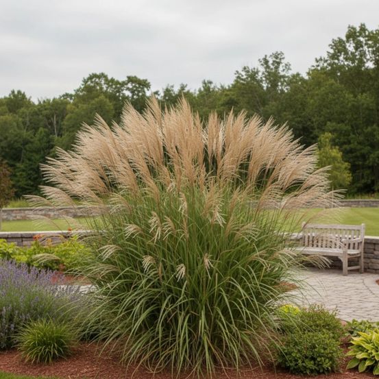 Miscanthus, roseau de chine ville d'angers godet - 5/20 cm