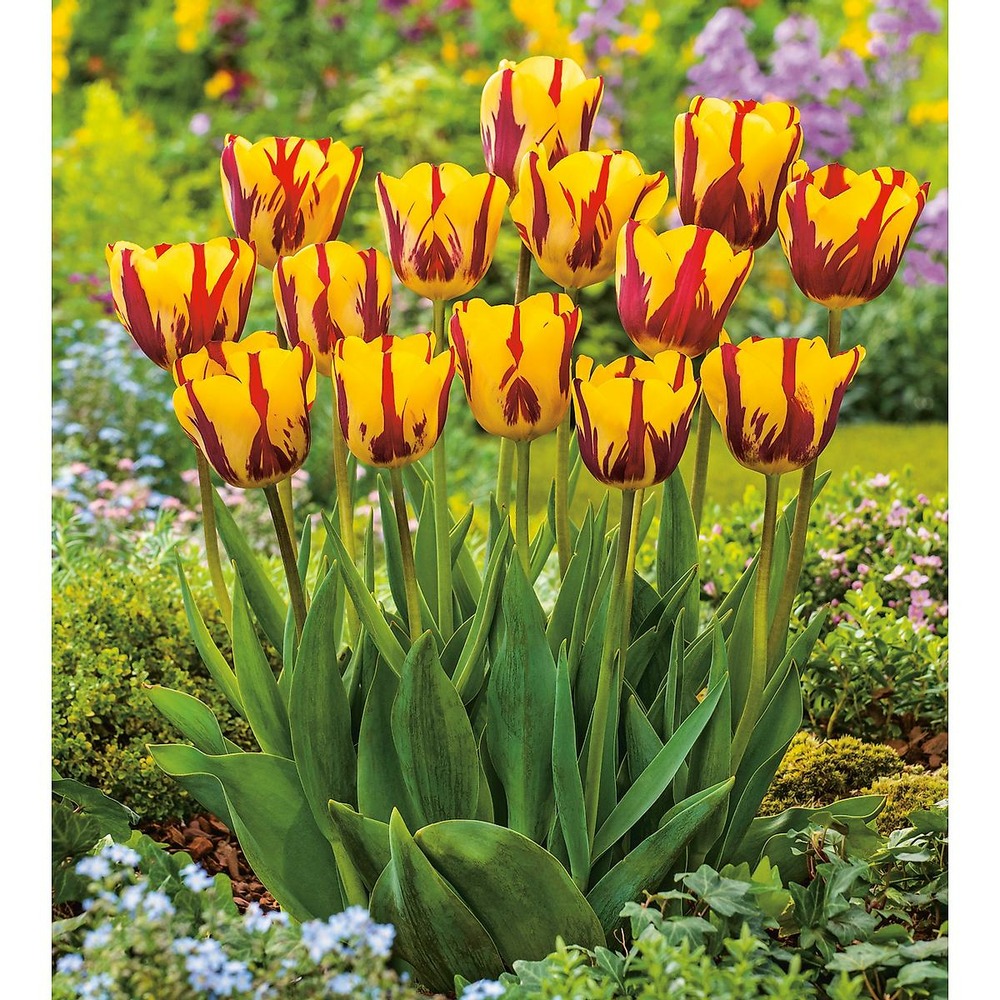 Tulipe helmar 10 bulbes Truffaut