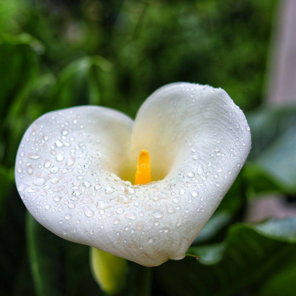 Arum d'éthiopie crowborough lot de 9 godets