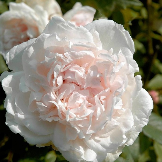 Rosier grimpant mme alfred carrière pot de 3l - 20/40 cm