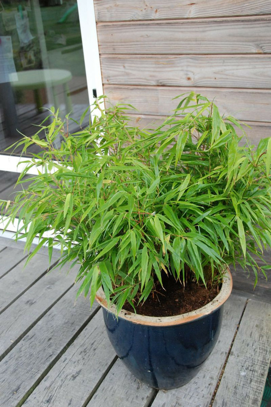 Bambou non traçant rufa - en pot de 5 litres