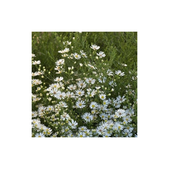 Aster d'automne monte cassino godet - 5/20 cm