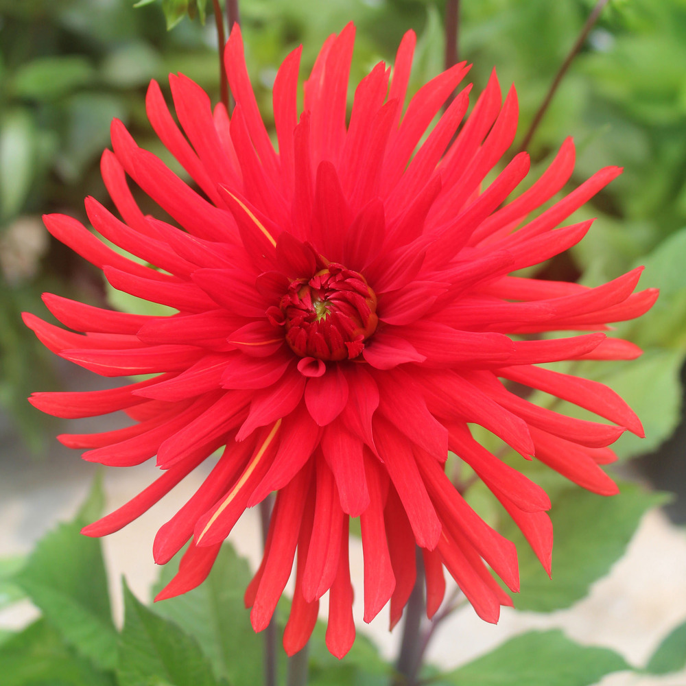 Dahlia semi-cactus 'berger's record' bulbe calibre i
