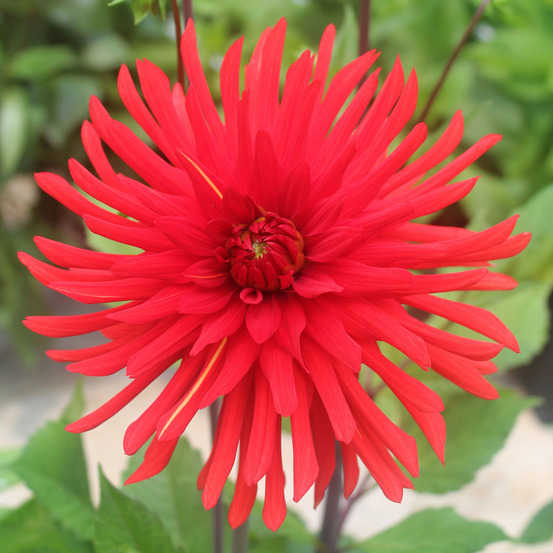 Dahlia semi-cactus 'berger's record' bulbe calibre i