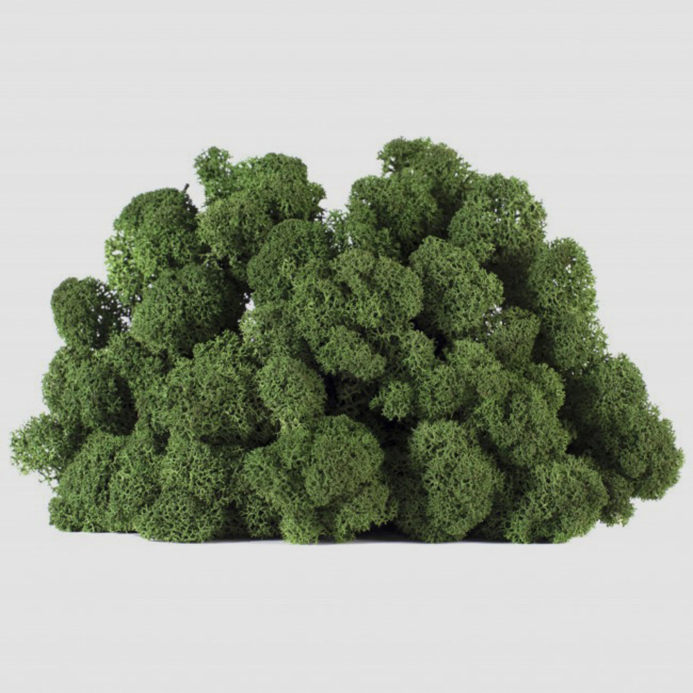 Lic/4054 lichen stabilisée vert box 4 kg