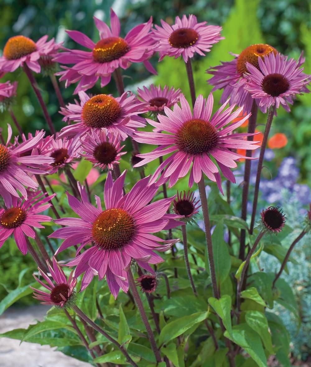 Echinacea purpurea - 3 godets plante vivace
