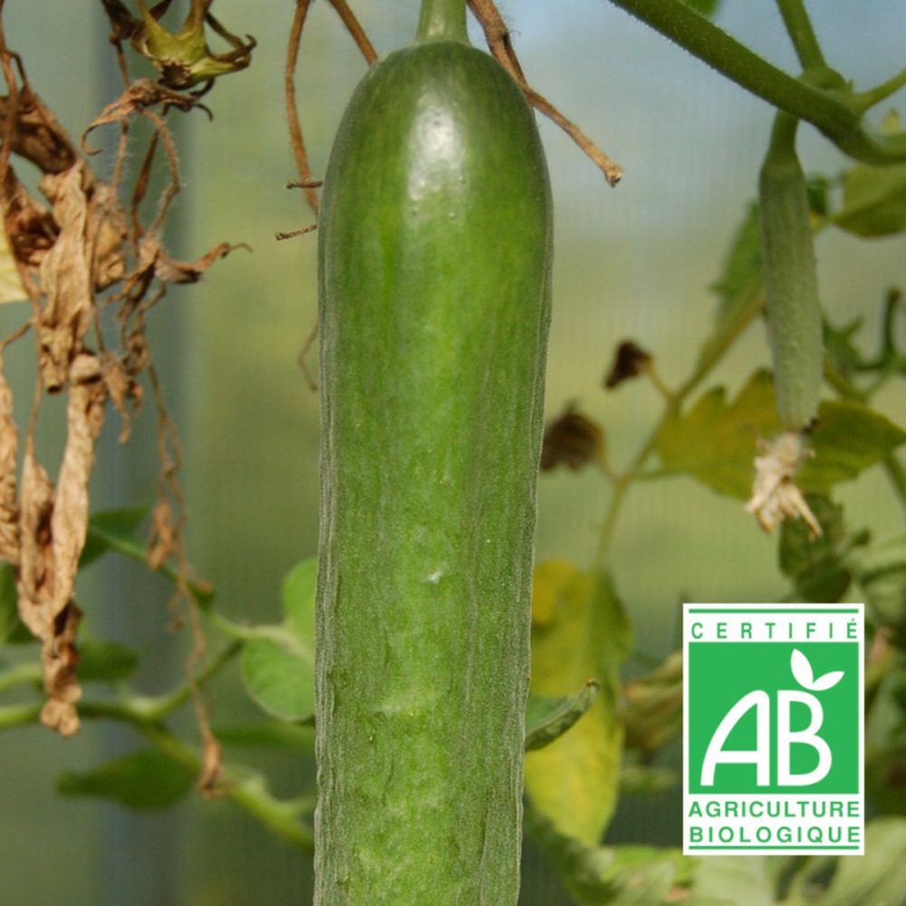 Graines de concombre marketmore 76 - sans traitement - vilmorin sachet