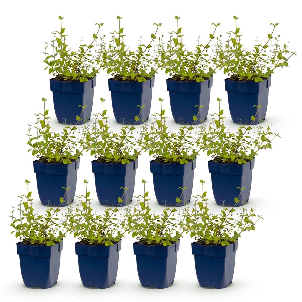 Népéta 'grog' - lot de 12 - pot 11 cm - hauteur 25 cm - plante d'extérieur