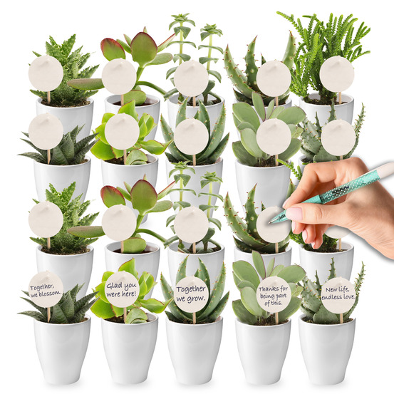 Mini-succulentes, lot de 20, 6 cm - cadeaux de remerciement pour un mariage