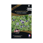 Graines de fleurs premium echinops ritro fleurchardon bleutée et ronde