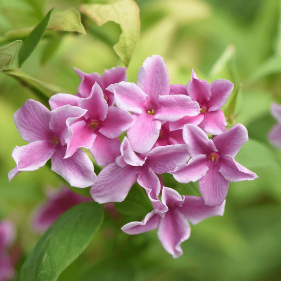 Jasmin starry® summer scent 'ganmin 1701' pot de 3l - echelle bambou 60/120 cm