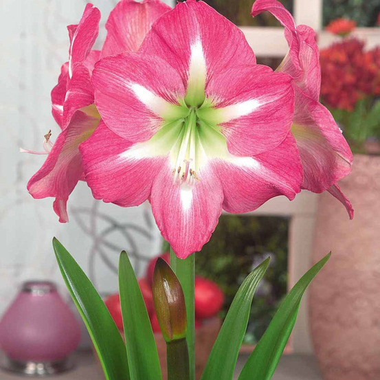 Amaryllis exposure - le sachet de 1 bulbe / circonférence 28-30cm