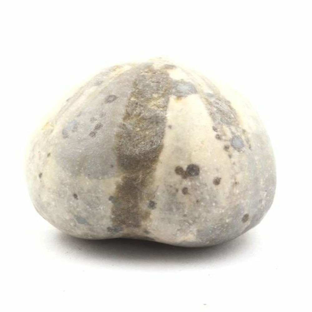 Oursin fossile, toxaster amplus 171.65 carats