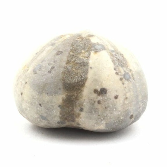 Oursin fossile, toxaster amplus 171.65 carats