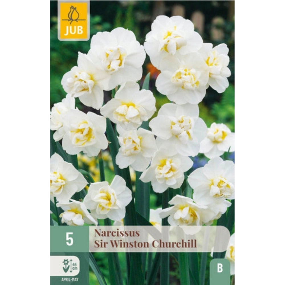 Narcisse blanche sir winston churchill par 5