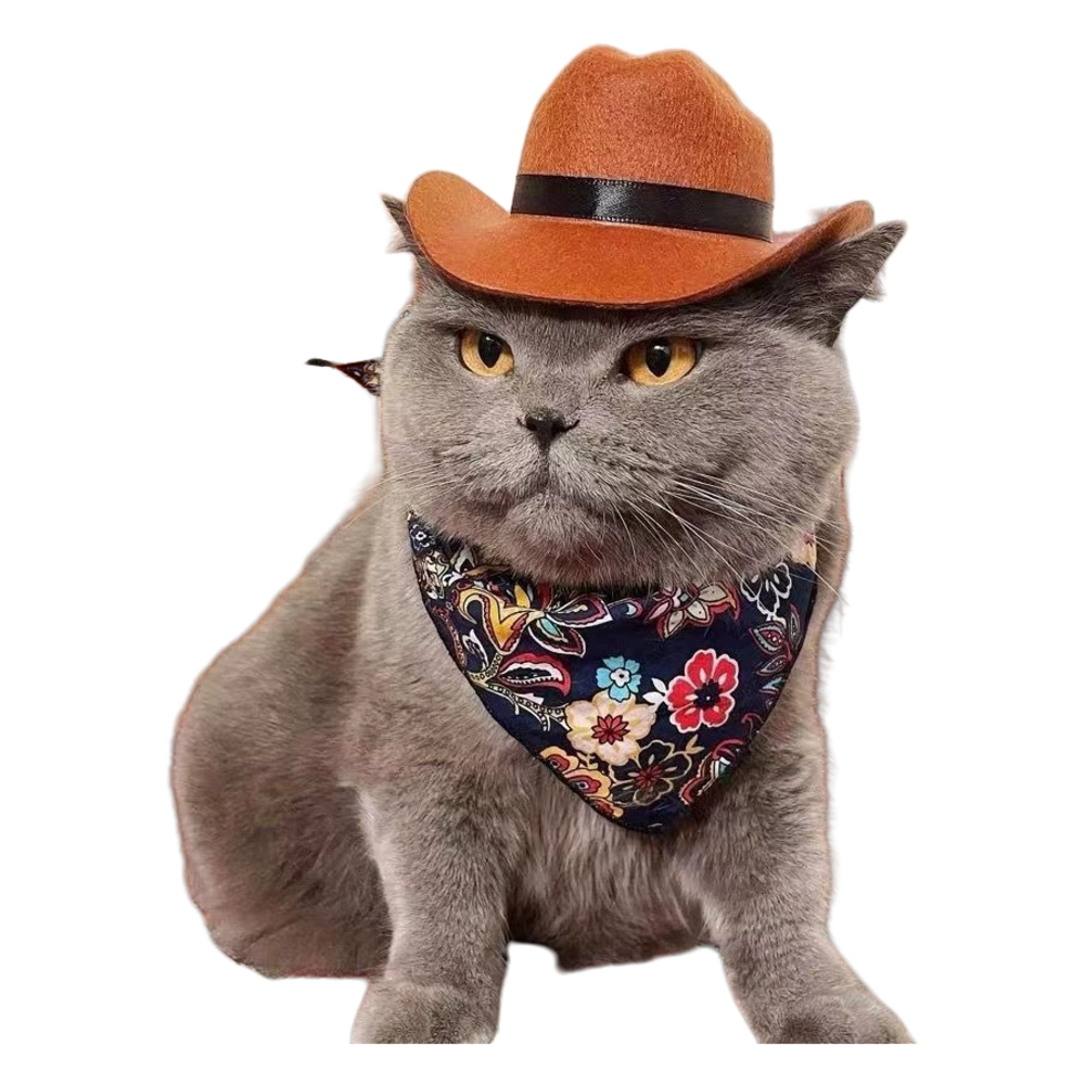 Chapeau de cowboy pour chat, idéal pour photos