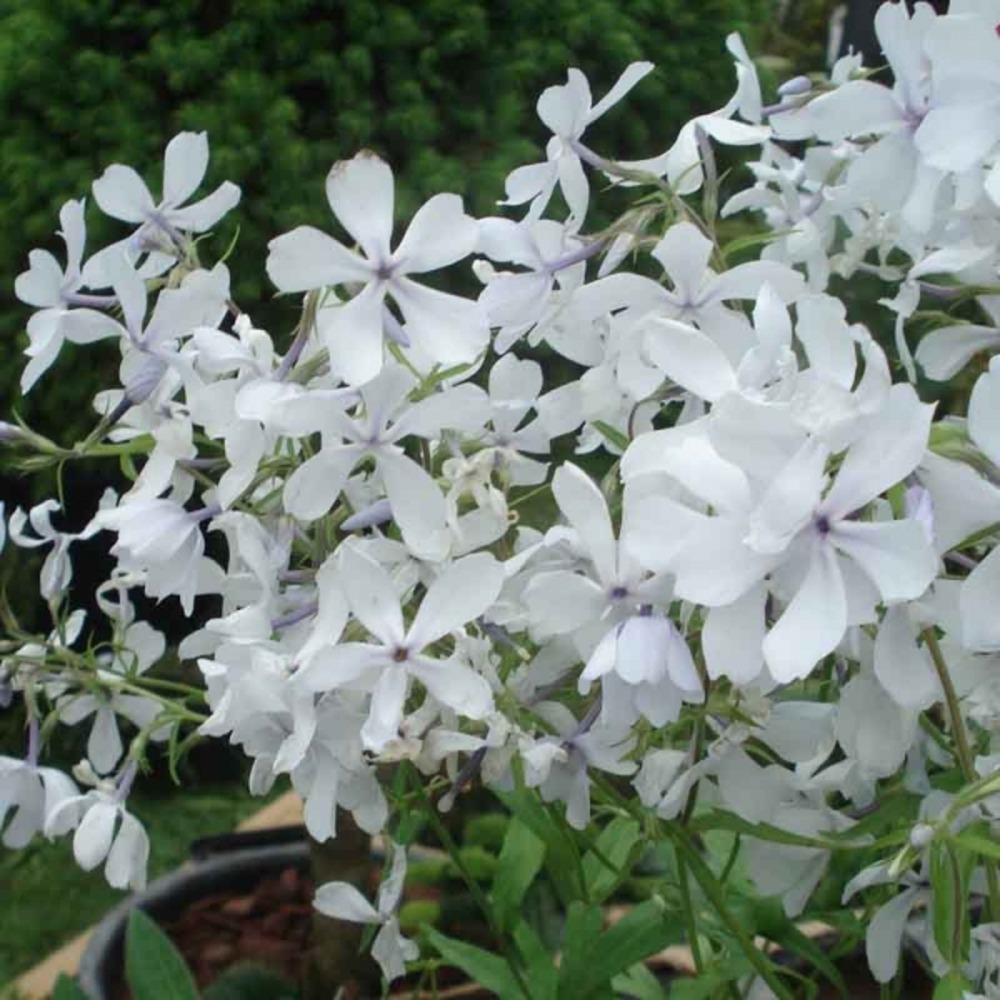 Phlox divariqué 'white perfume' godet de 8/9 cm