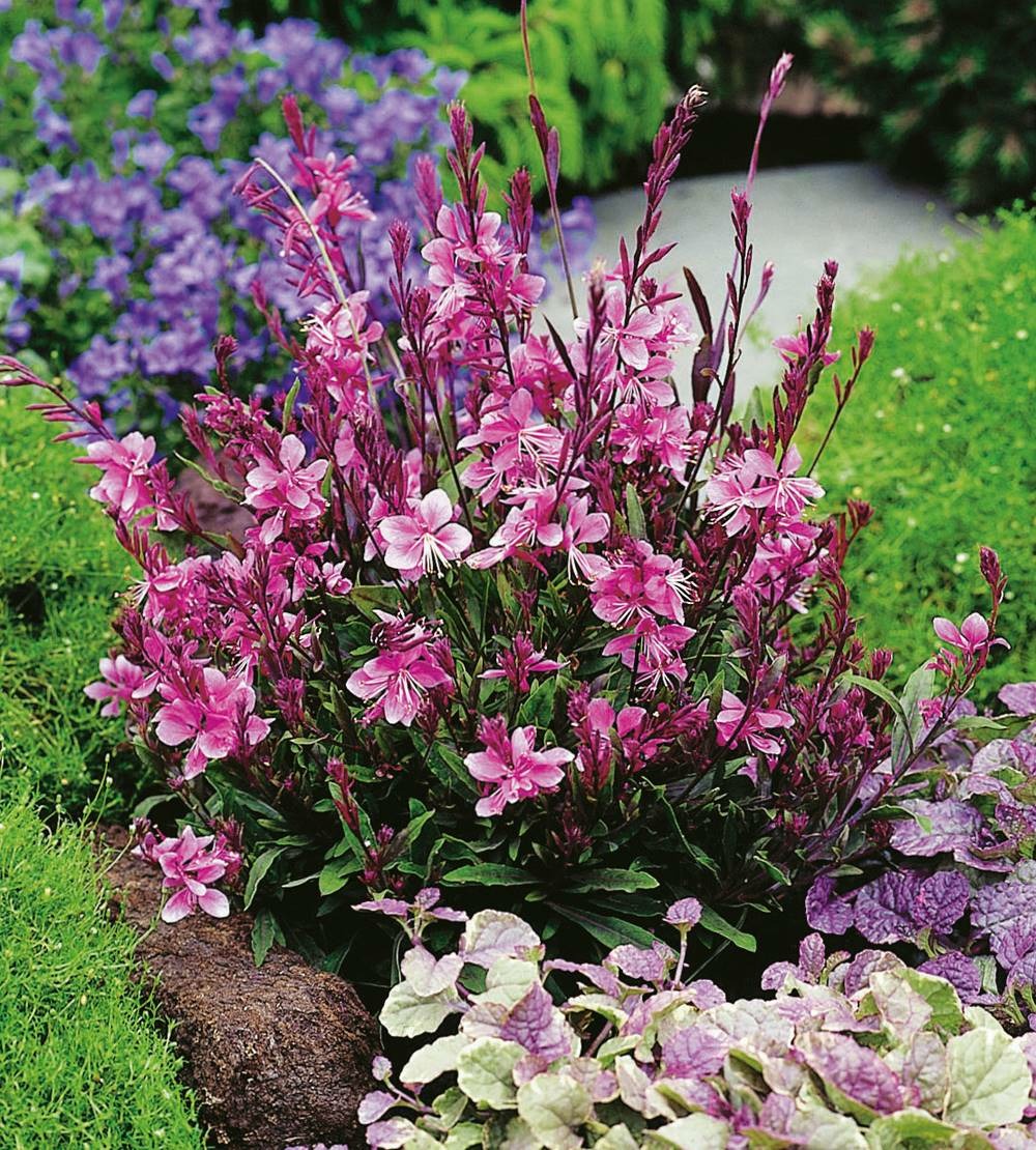 Gaura siskiyou pink - 3 godets plante vivace
