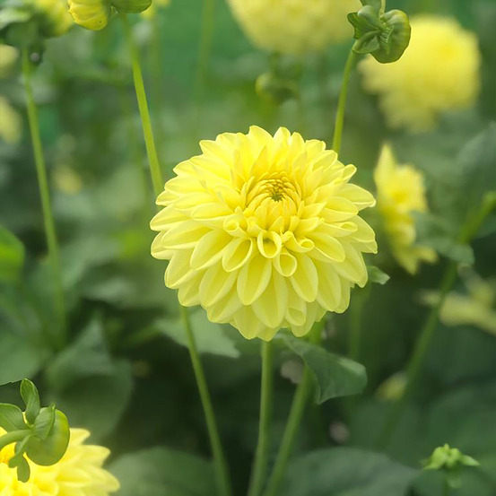 Dahlia balle 'golden eye' bulbe calibre i