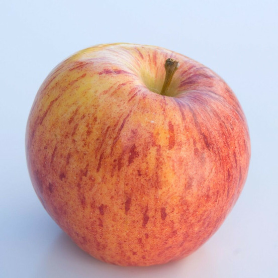 Pommier gala pot de 15l - palmette oblique - 150/175 cm