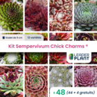 Kit sempervivums chick charms ® - 12 variétés - lot de 48 godets