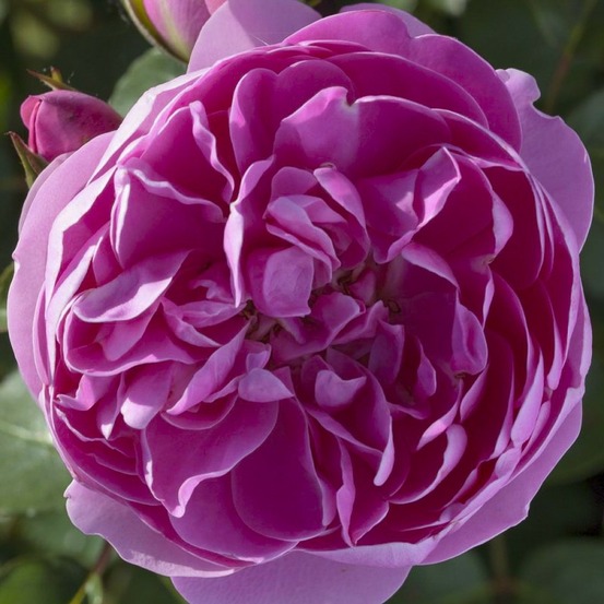 Rosier 'allegro ' pot de 4l/5l