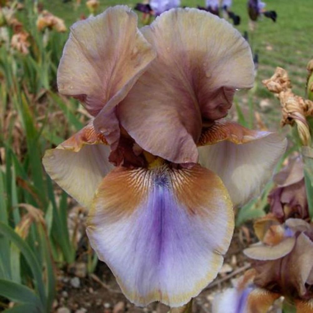 Iris des jardins 'burnt toffee' rhizome, calibre 10/15, qualité extra